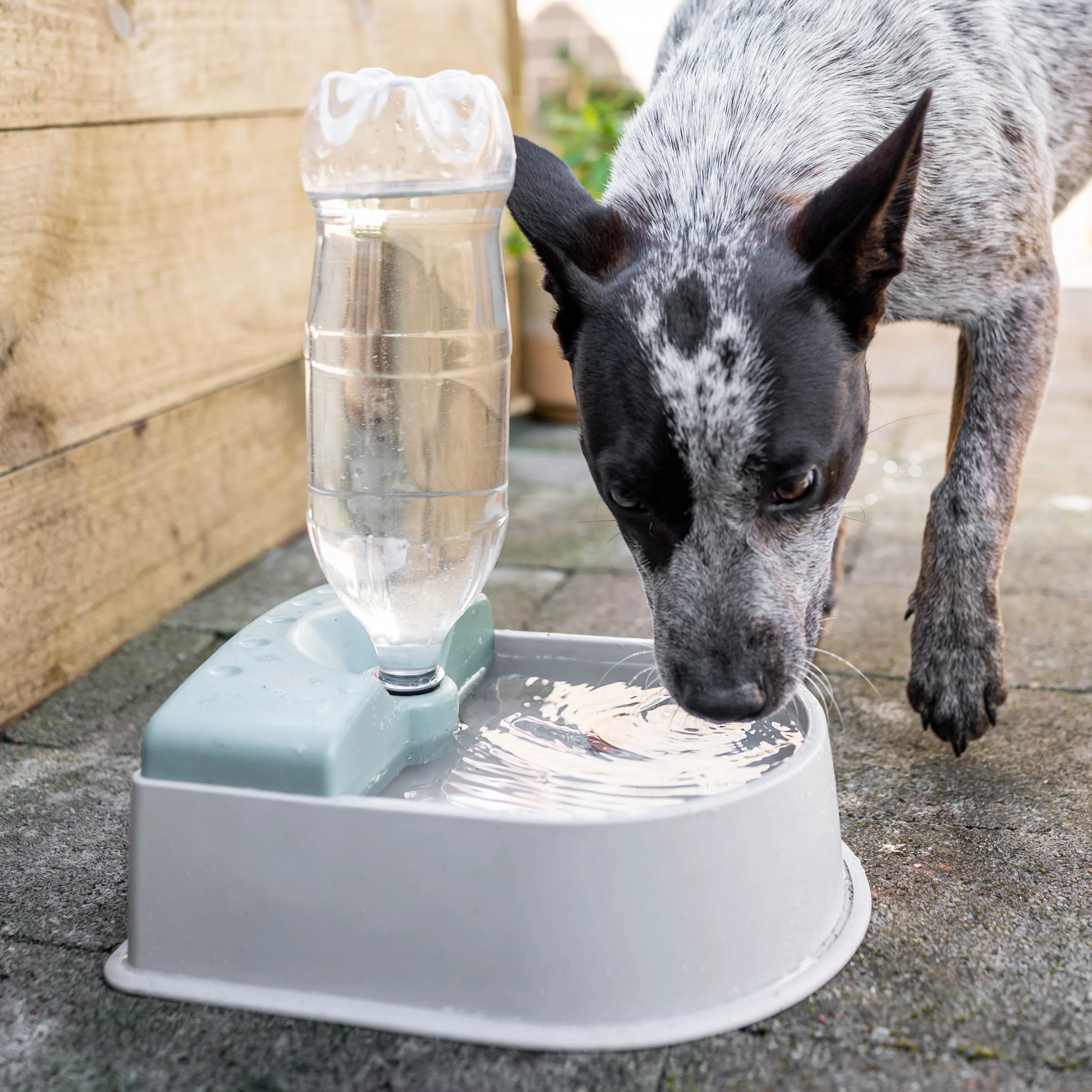 Auto-fill Pet Bowl + 5m Hose & Tap Connector - Image 3