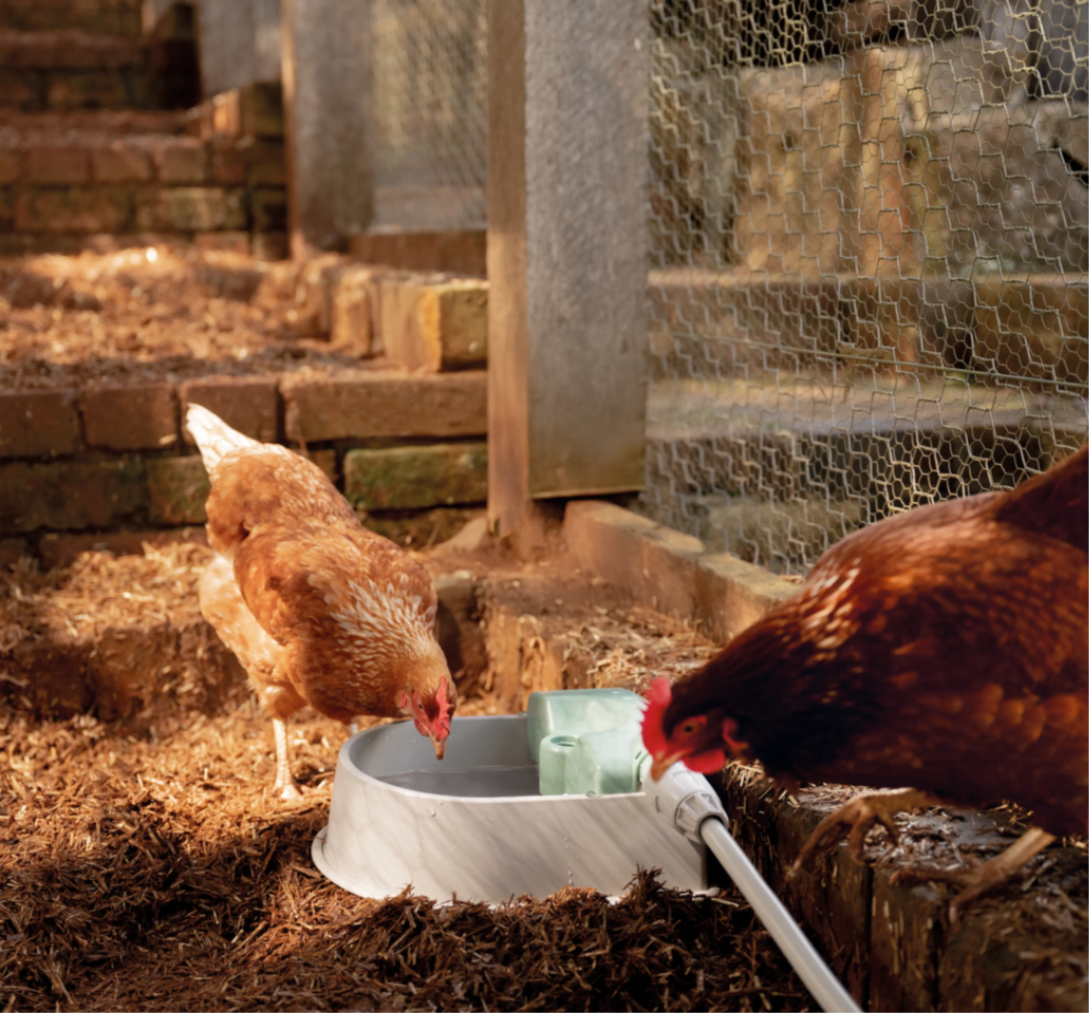 Auto-fill Pet Bowl + 5m Hose & Tap Connector - Image 4