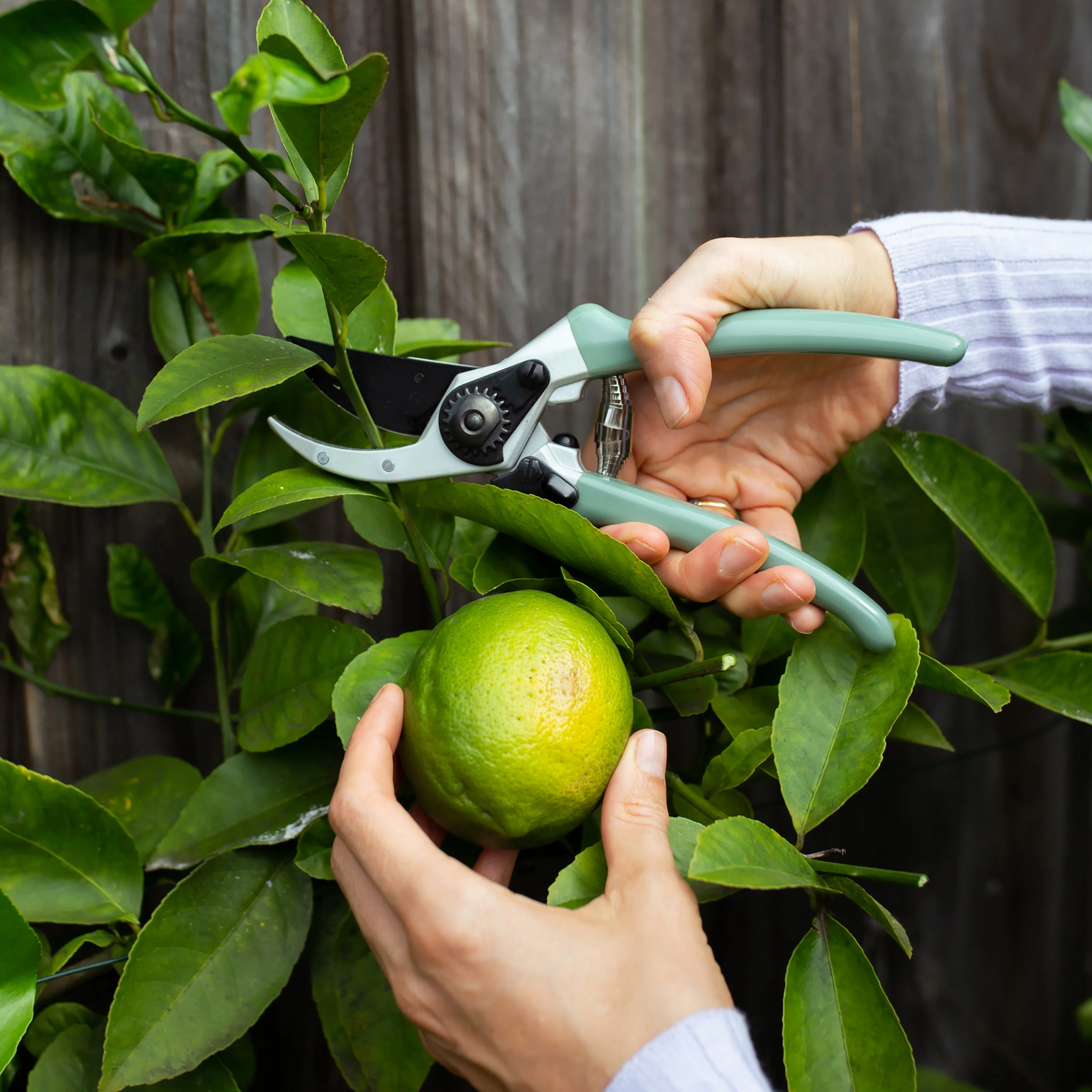 Secateurs 225mm | Sage - Image 4