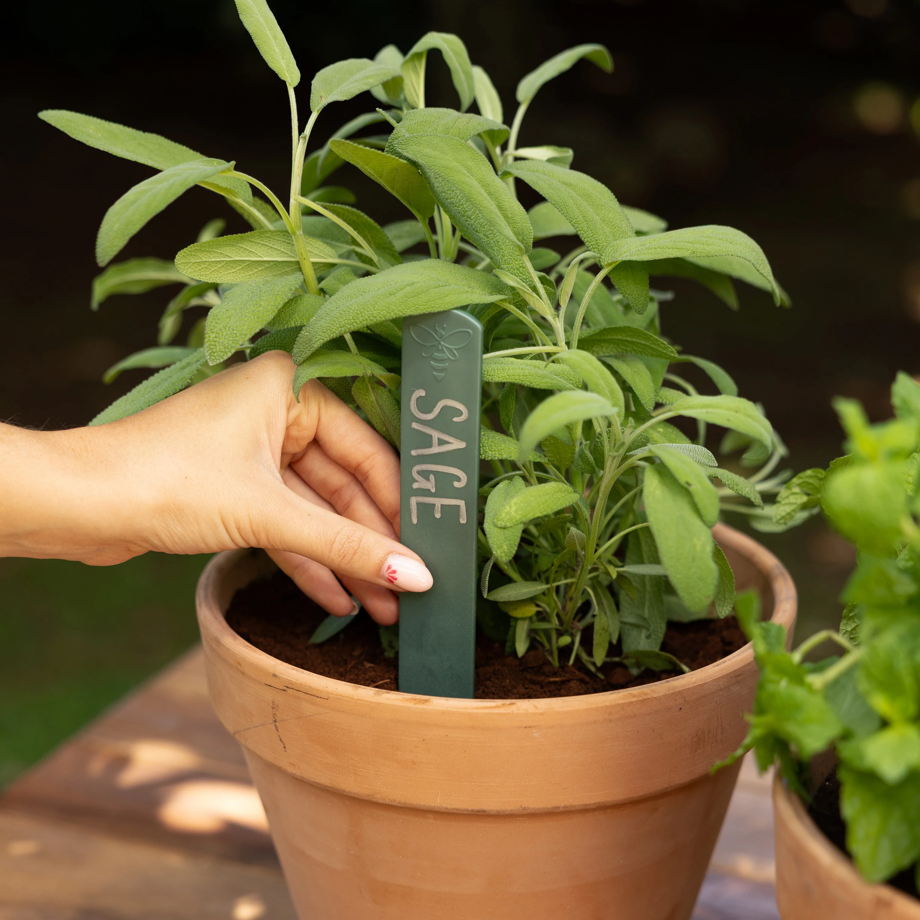 Recycled Plastic Plant Labels | Sage | 5 Pack - Image 7
