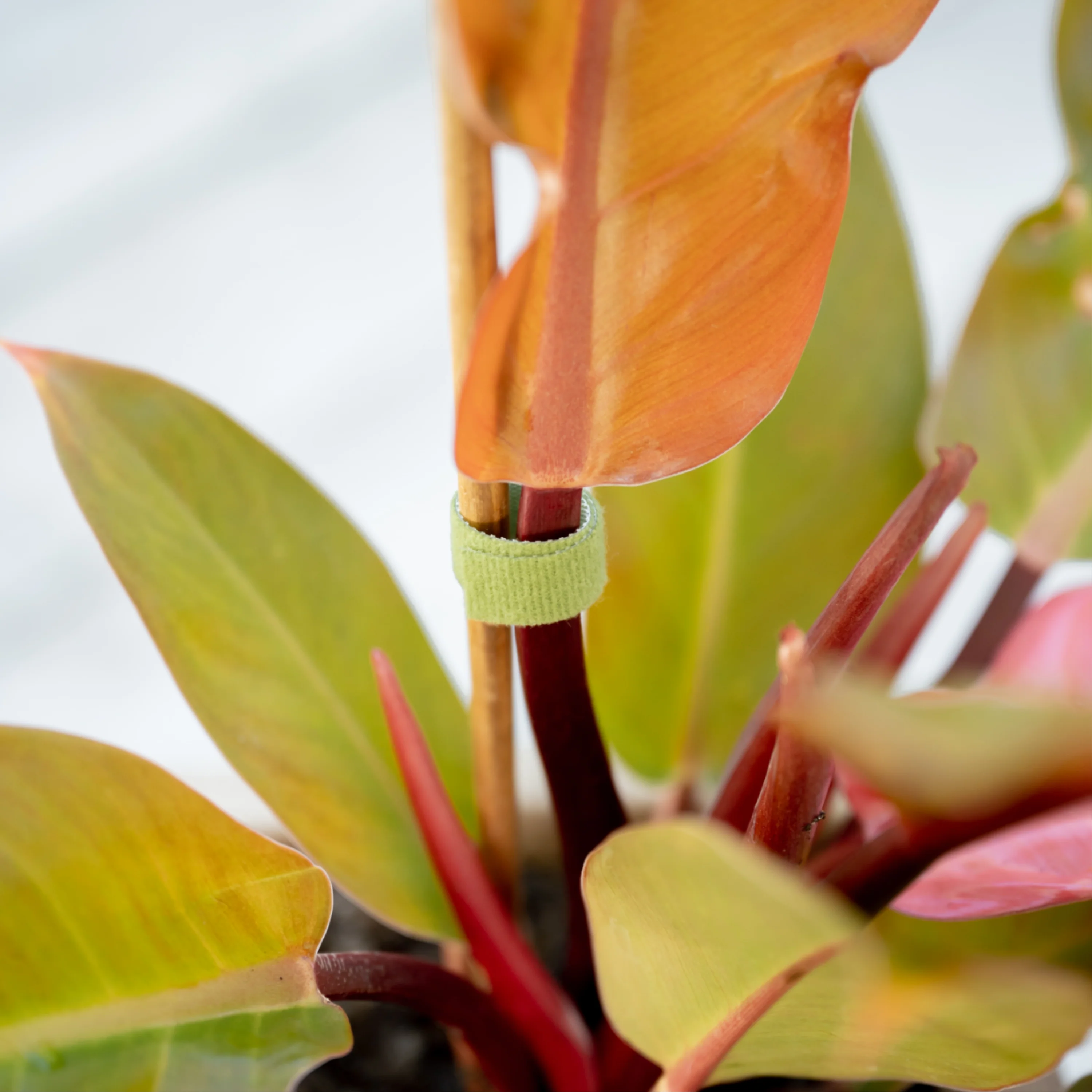 Reusable Hook & Loop Plant Tie | 12mm x 5m Roll - Image 3