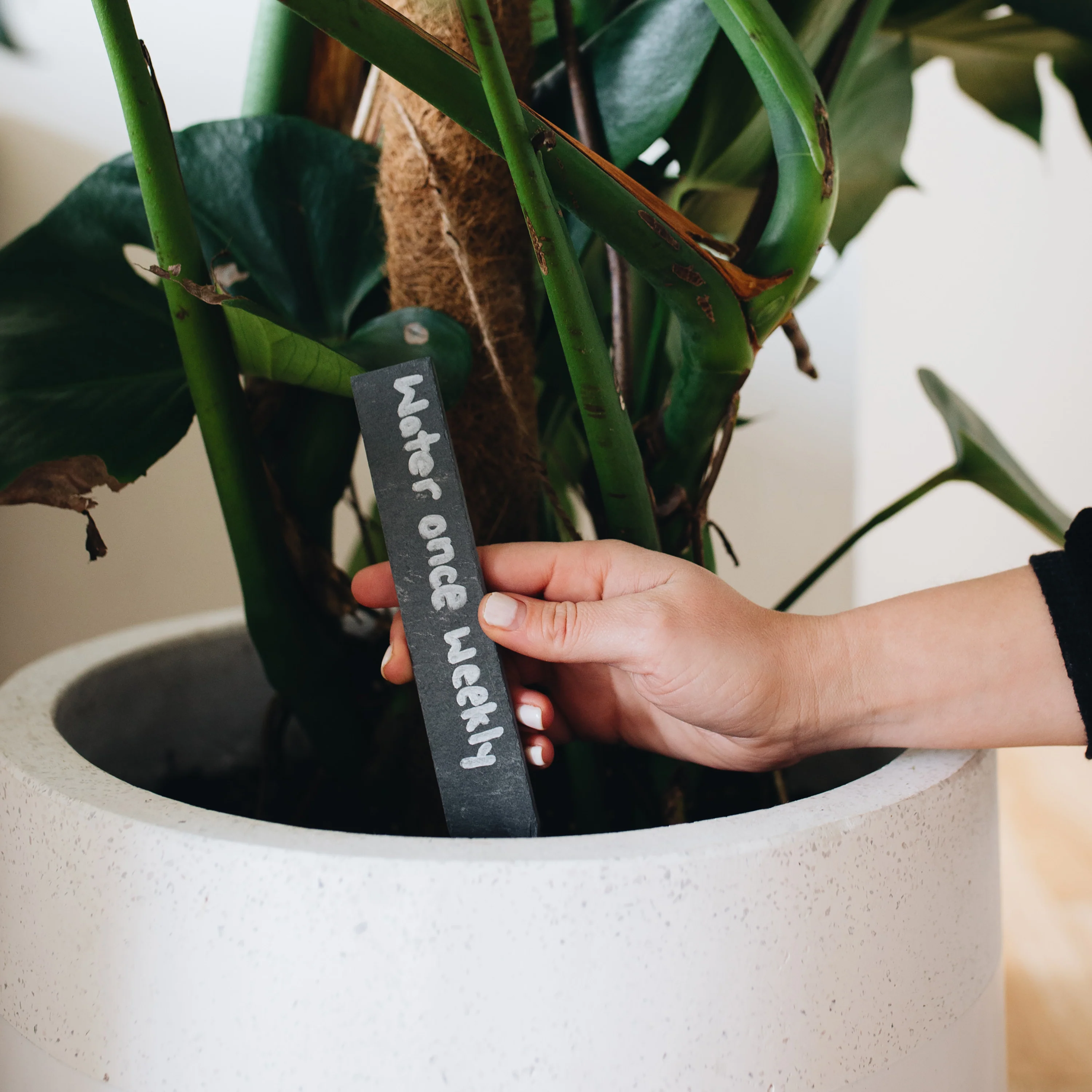 Slate Plant Labels & Marker Pen Pack - Image 5
